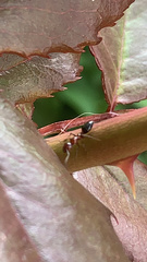 Myrmentoma