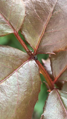 Myrmentoma