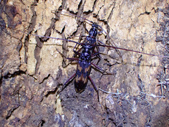 Phoracantha tricuspis