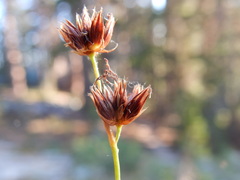 Juncus nevadensis