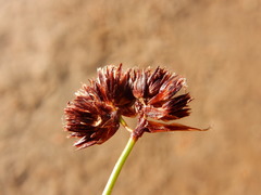 Juncus nevadensis