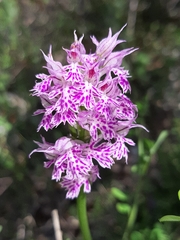 Neotinea tridentata tridentata