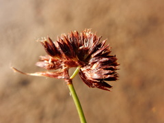 Juncus nevadensis