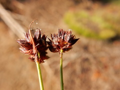 Juncus nevadensis