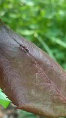 Myrmentoma