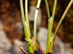 Juncus nevadensis