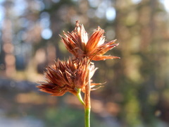 Juncus nevadensis