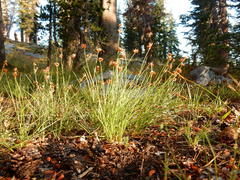Juncus nevadensis