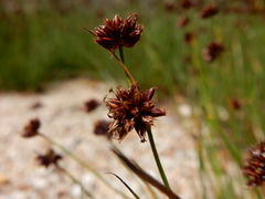 Juncus nevadensis