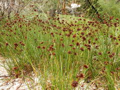 Juncus nevadensis