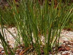 Juncus nevadensis