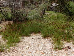 Juncus nevadensis