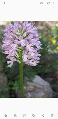 Neotinea tridentata tridentata