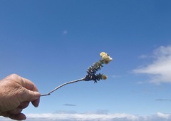 Syncarpha argyropsis