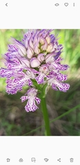 Neotinea tridentata tridentata