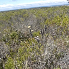 Syncarpha argyropsis
