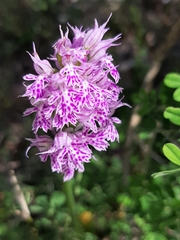 Neotinea tridentata tridentata
