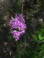 Neotinea tridentata tridentata