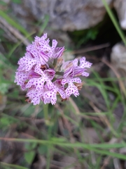Neotinea tridentata tridentata