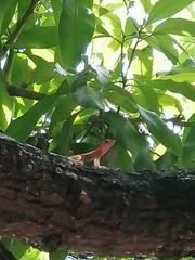 Anolis wattsii