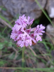 Neotinea tridentata tridentata