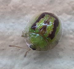 Cassida circumdata