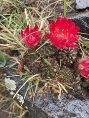 Lobivia hertrichiana