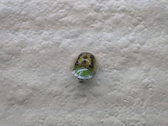 Cassida circumdata