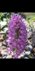 Neotinea tridentata tridentata
