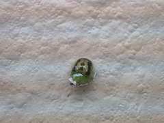 Cassida circumdata