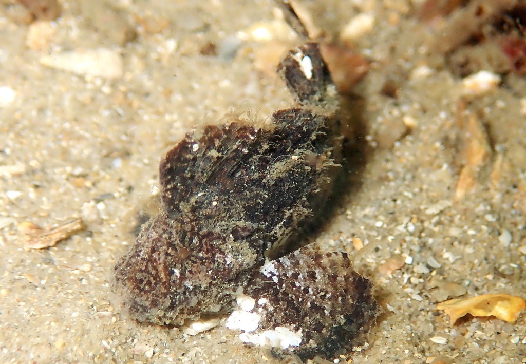 Patchwork Velvetfish
