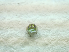 Cassida circumdata