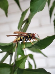 Polistes weyrauchorum