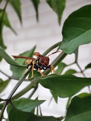 Polistes weyrauchorum