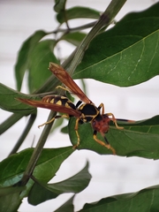 Polistes weyrauchorum