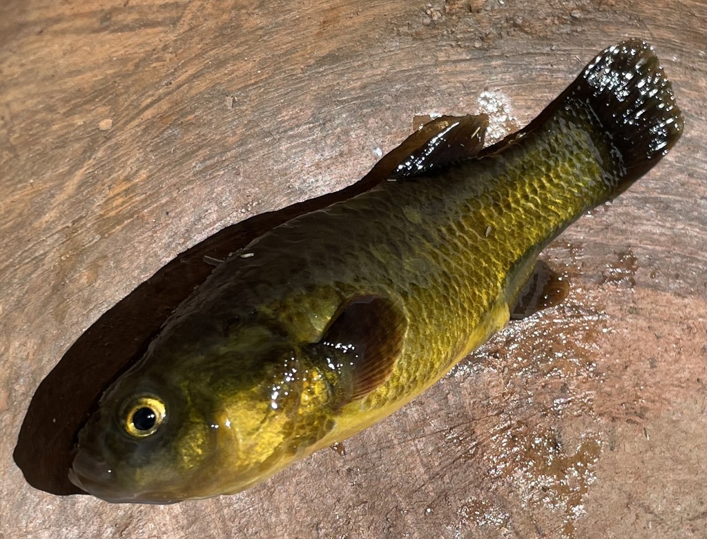 White Andean pupfish (Orestias albus) — Cyprinodontidae