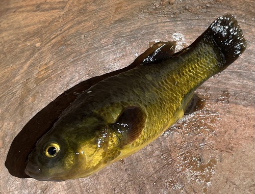 White Andean pupfish (Orestias albus) — Cyprinodontidae
