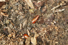 Panesthiinae