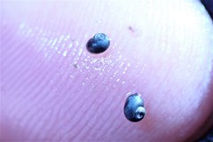 Fluminicola turbiniformis