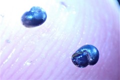 Fluminicola turbiniformis