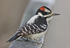 Hairy Woodpecker - Photo (c) Alain Maire, some rights reserved (CC BY-NC), uploaded by Alain Maire