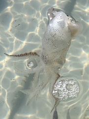 Doryteuthis