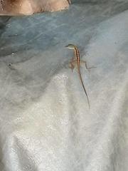 Anolis wattsii