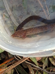 Necturus beyeri