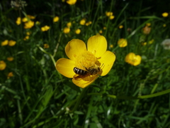 Chelostoma florisomne