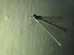 Agriocnemis pygmaea