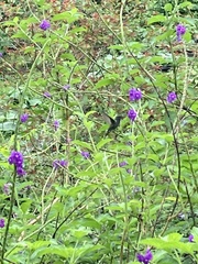 Chrysuronia oenone