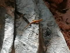 Anolis wattsii
