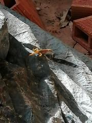 Anolis wattsii