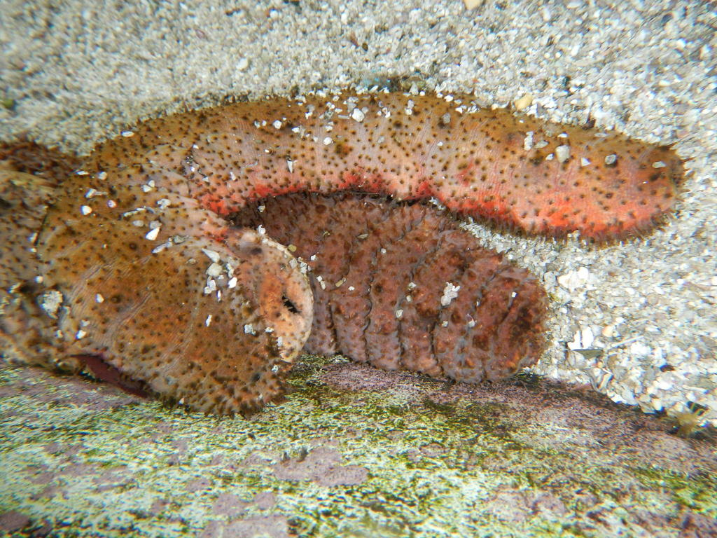 donkey dung sea cucumber